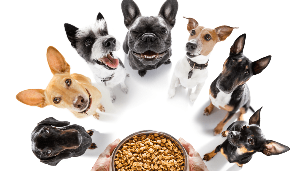 Grain-Free Dog Food