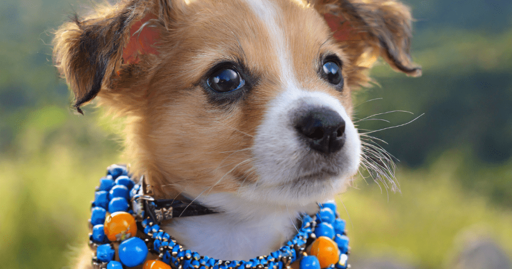 Beaded Dog Collars