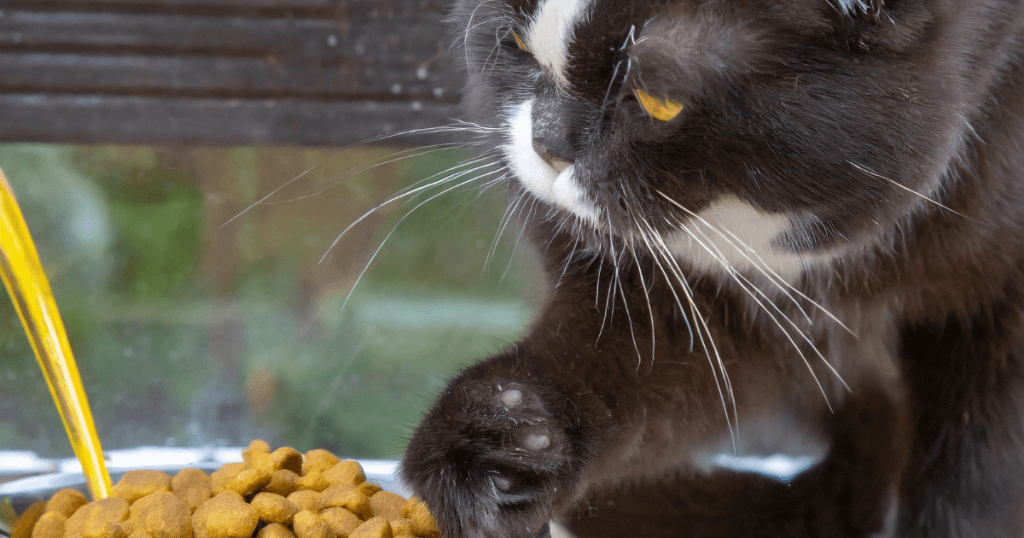 Paws and Claws Cat Food