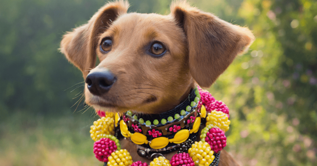 Beaded Dog Collars