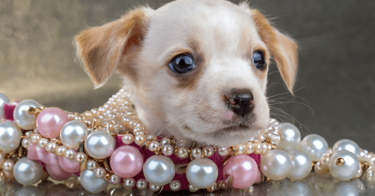 Pearl Dog Collars