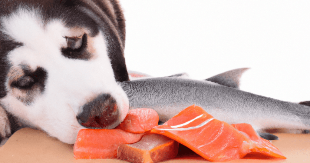 Dogs Eat Smoked Salmon