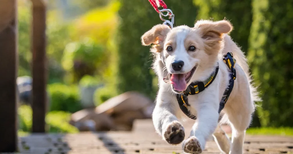 Bungee Dog Leashes