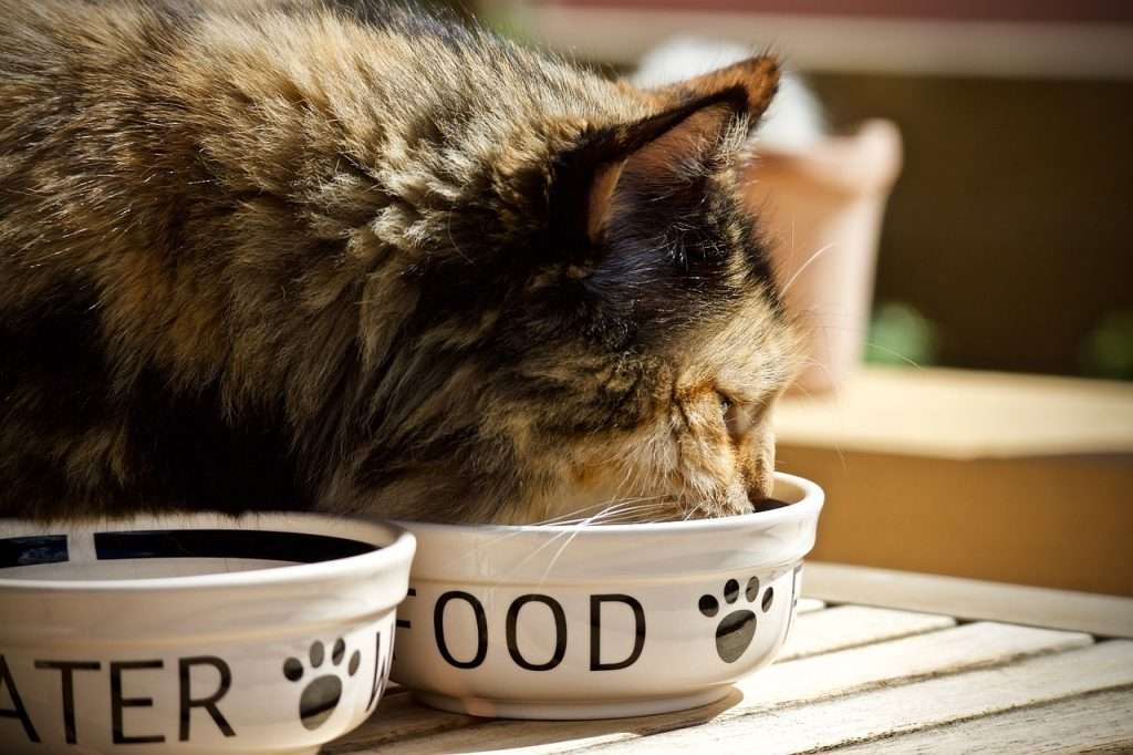 Low Sodium Cat Food